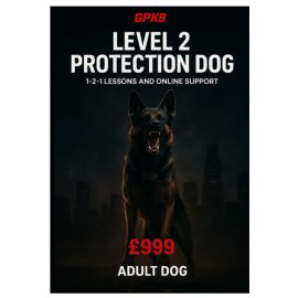 Adult German Shepherd showing teeth in a dark foggy urban background promoting the GPK9 Level 2 Protection Dog course.