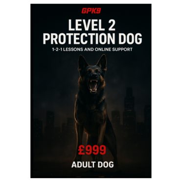 Adult German Shepherd showing teeth in a dark foggy urban background promoting the GPK9 Level 2 Protection Dog course.
