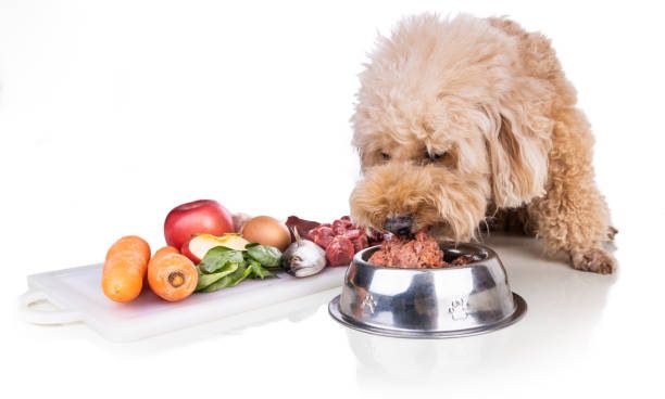 White small dog eating from a bowl with fruit and vegetables beside it, against a white background, representing a healthy dog diet plan.