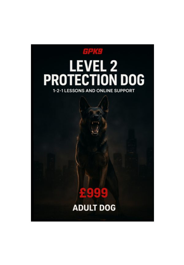 Adult German Shepherd showing teeth in a dark foggy urban background promoting the GPK9 Level 2 Protection Dog course.