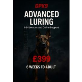 German Shepherd standing in front of dark foggy city buildings promoting the GPK9 Advanced Lawyering dog training course.