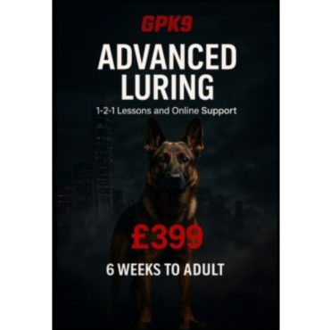 German Shepherd standing in front of dark foggy city buildings promoting the GPK9 Advanced Lawyering dog training course.