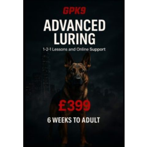 German Shepherd standing in front of dark foggy city buildings promoting the GPK9 Advanced Lawyering dog training course.