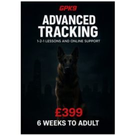 German Shepherd in a dark foggy city setting used to promote the GPK9 Advanced Tracking dog training course.