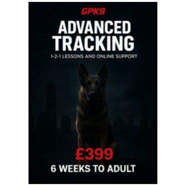 German Shepherd in a dark foggy city setting used to promote the GPK9 Advanced Tracking dog training course.