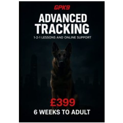 German Shepherd in a dark foggy city setting used to promote the GPK9 Advanced Tracking dog training course.