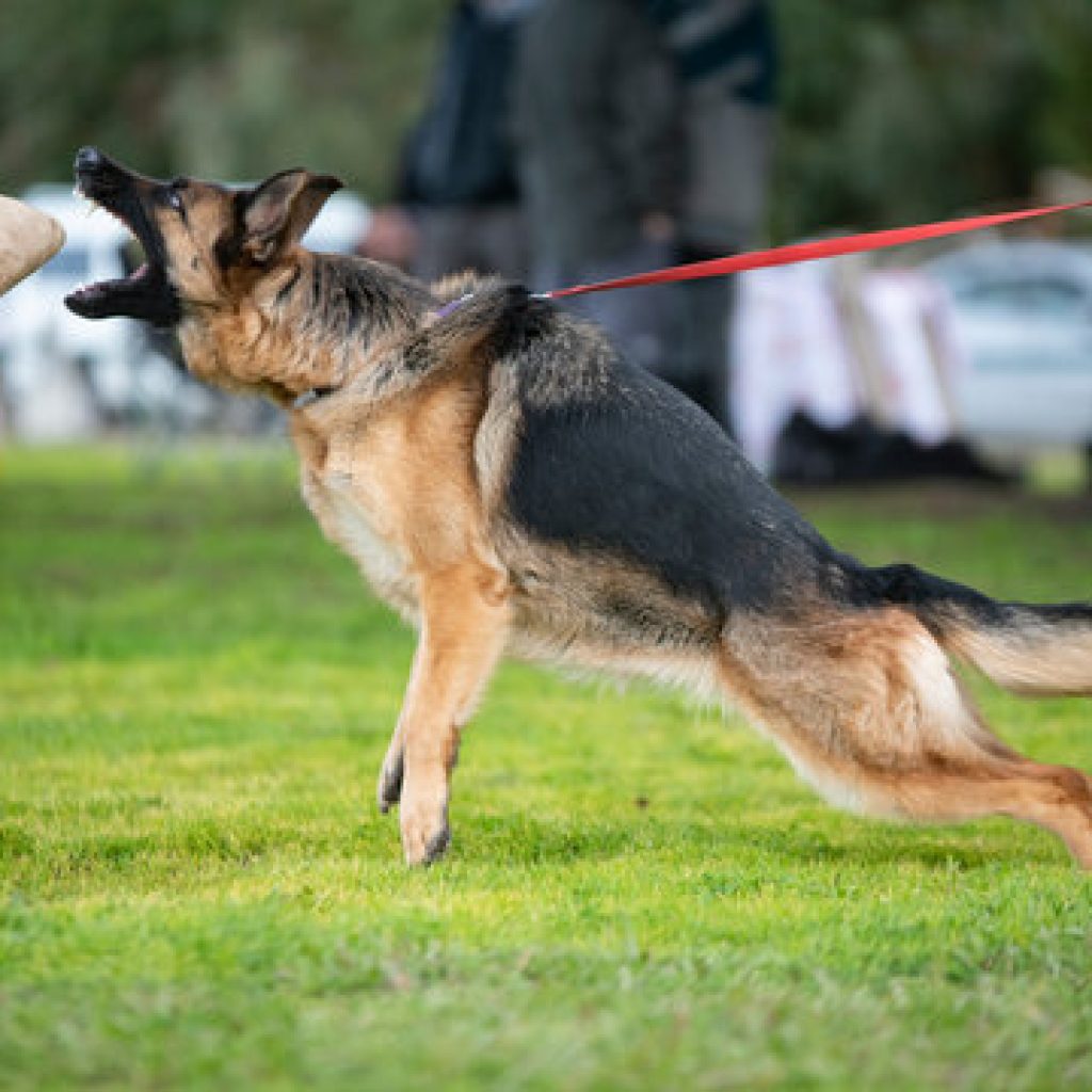 German Shepherd jumping to bite a bite sleeve in a grassy field, demonstrating protection training.