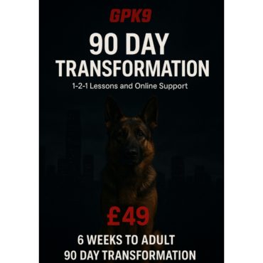 German Shepherd standing in front of dark foggy city buildings promoting the GPK9 90-Day Transformation online dog training course.