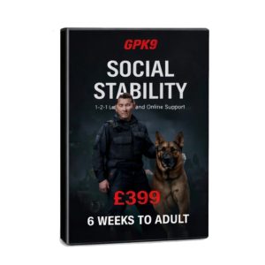 social-stability-6-weeks-to-adult-dog