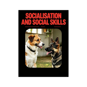 Socialisation and Social Skills